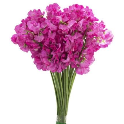 Sweet Pea Happy jap (ht pk)