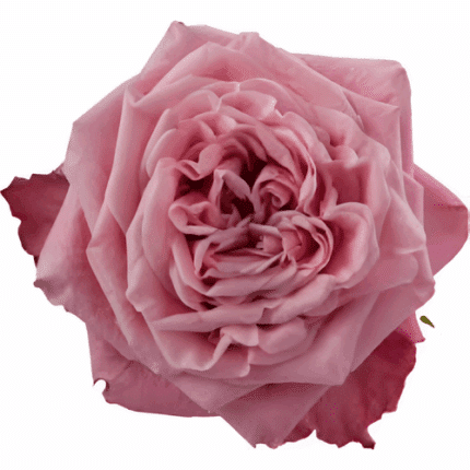 Rose Art Deco 50cm misty