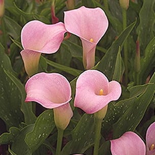 CALLA aurora ob(pk)