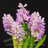 Hyacinth (h)city brad(lav)