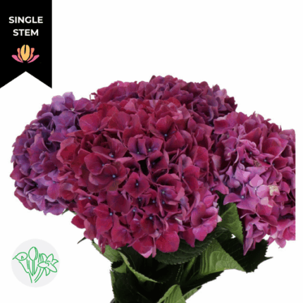 Hydrangea Mag Allegret holl(ST