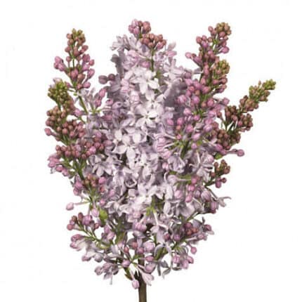 Lilac Lavender holl