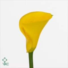 Calla Yellow gdn