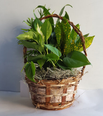 7" BASKET DISHGARDEN
