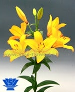 Lily La Beau Soleil holl