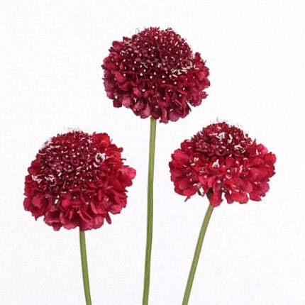 Scabiosa Scoop Strawberry fres