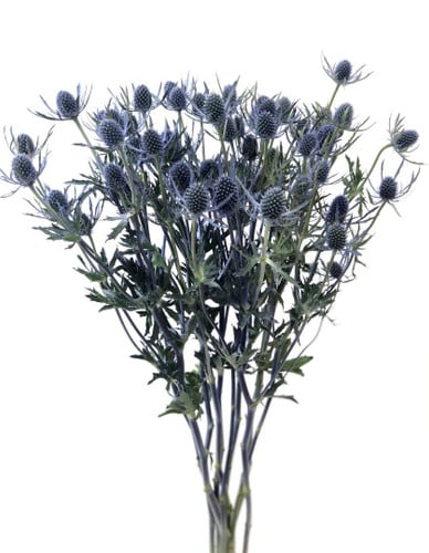 Eryngium Blue Bell 70cm fresca