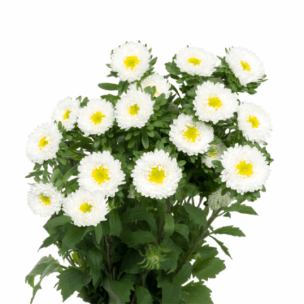 Aster Matsu White cont