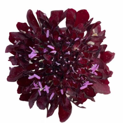 Scabiosa Blackberry cramer