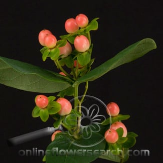 Hypericum magical exflair rio