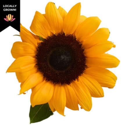 Sunflower Yellow Large trilogy