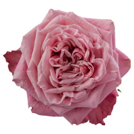 Rose Art Deco 50cm holex