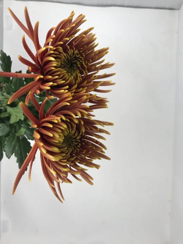 Mum Delistar Saffina Red flori