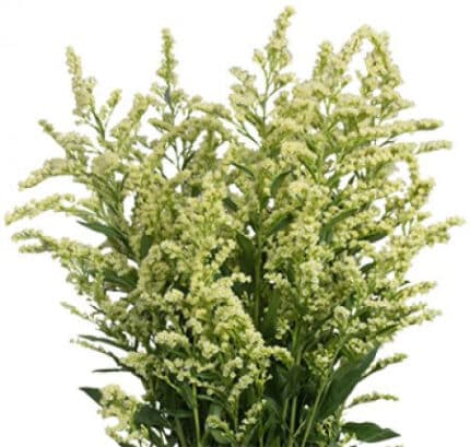 Solidago Estelle gdns