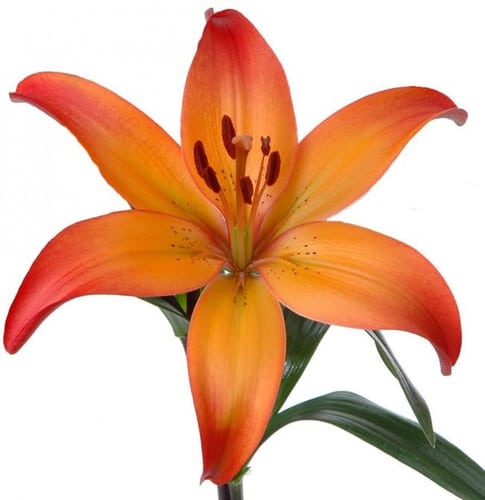 0c8ae55d-2edc-4140-bbed-389eeff8a955.jpg Lily Tango Royal Sunset rio - Image 1