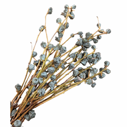 Eucalyptus Silver Bell Pods No