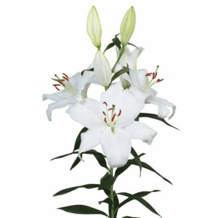 Lily Santander fresca 3/5bl