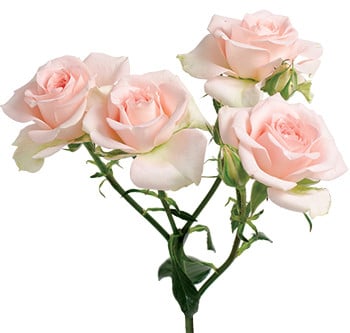 RoseSpray Sweet Sara holl