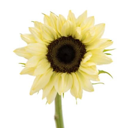 Sunflowers Mini White mellano(
