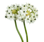 Arabicum esmeralda - Image 2