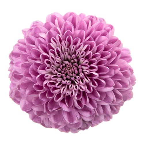 0c9b251b-cac0-4401-8e92-9f6d0d54f328.jpg Mum Disbud Ball Lt Purple rio - Image 1