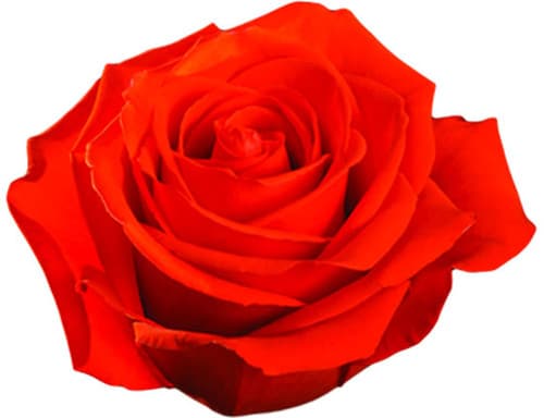 0ca7c281-fbf1-47b7-853e-f699690c68cf.jpg Rose Nina 40cm florisma - Image 1