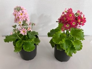 4" MALACHOIDES PRIMROSE