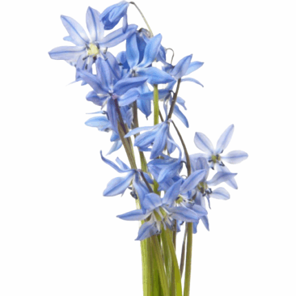 Scilla Blue holl - SCI BLUE HOLL