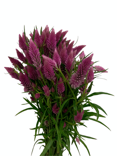 Celosia Pink Local
