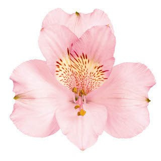 Alstro. Pink bmark super