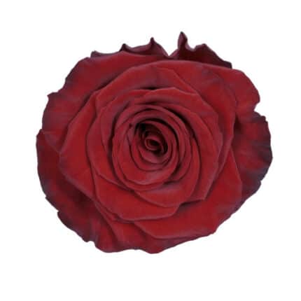 Rose RedParis 70cm rprima