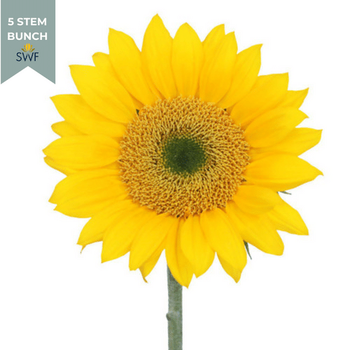 0cd66039-32f9-41a1-a1a7-6cef5c91c6d5.png Sunflowers Mini Yellow bmark(5st) - Image 1