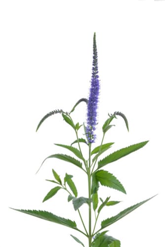 Veronica Blue cramer
