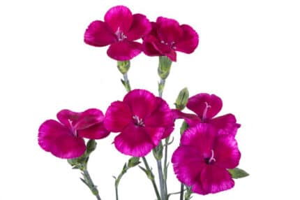 Dianthus Sparkz Berry golden