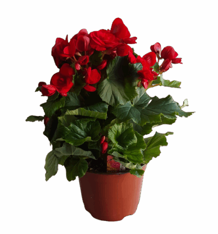 6" BLOOMING RIEGER BEGONIA