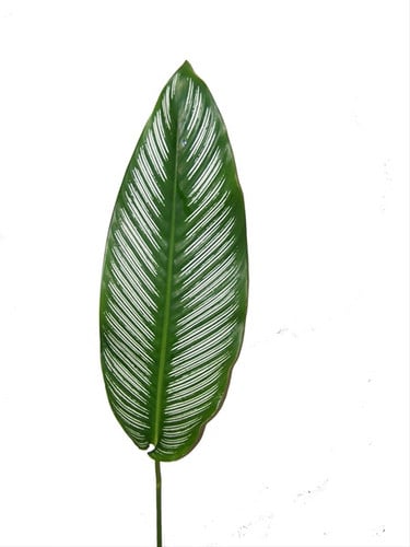 Calathea WhiteStar p&f(10st)