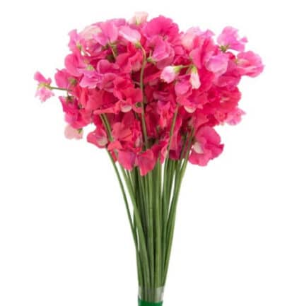Sweet Pea Scarlett holex