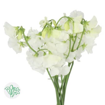 Sweet Pea White Daily holl