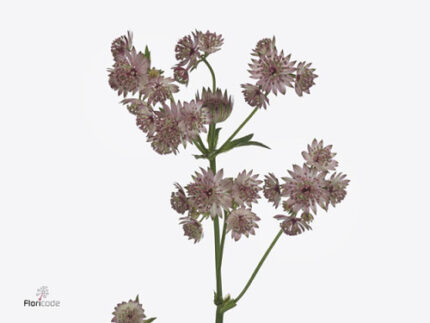 Astrantia Pretty Ballerina hol
