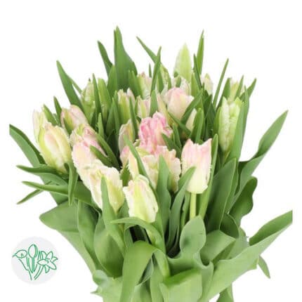 Tulip Blush Parrot holl