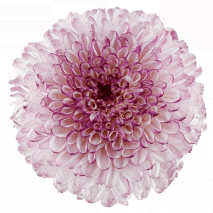 Mum Disbud Ball Lavender golde - M DIS BALL LAVE GOLD