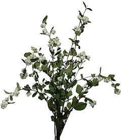 Snowberry Spray Cream chile