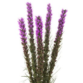 Liatris 90cm sole