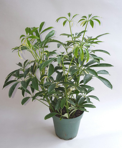 4" POTTED VARIEGATED ARB
