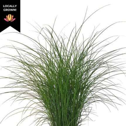 Grass Green miscanthus cram