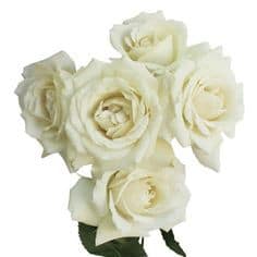 RoseSpray WhiteBrilliantStar e