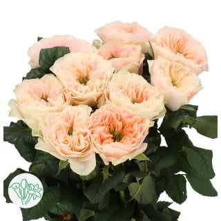 Rose Stanley Abby holl(8st)