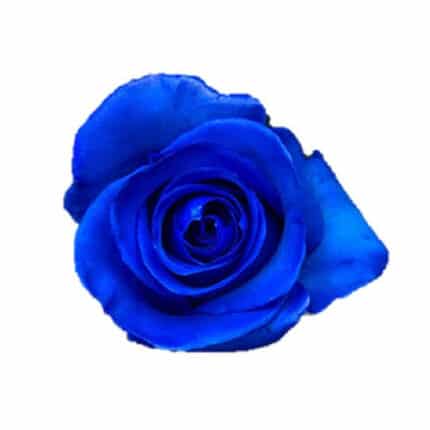 Rose BlueMondial 60cm naranjo