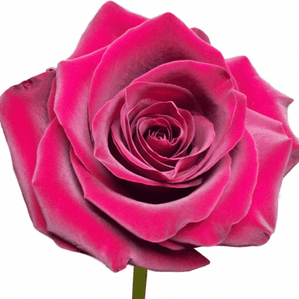 Rose Explorer 60cm rfi
