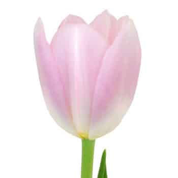 Tulip Dynasty holl xtra